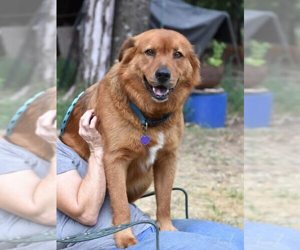 Medium Photo #3 Catahoula Leopard Dog-Unknown Mix Puppy For Sale in Brewster, NY, USA