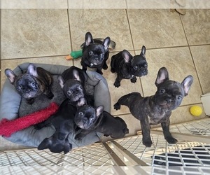 French Bulldog Puppy for sale in GULF BREEZE, FL, USA