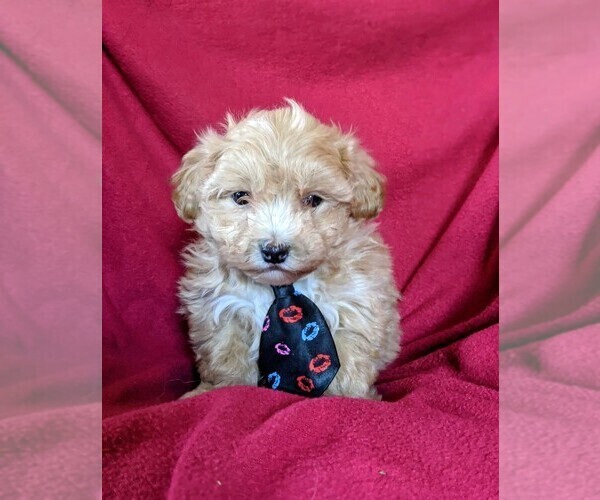 Medium Photo #2 Maltipoo Puppy For Sale in NOTTINGHAM, PA, USA