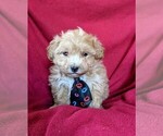 Small Photo #2 Maltipoo Puppy For Sale in NOTTINGHAM, PA, USA