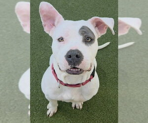 American Staffordshire Terrier Dogs for adoption in Fort Lauderdale, FL, USA