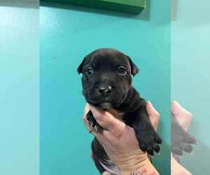 American Pit Bull Terrier-Labrador Retriever Mix Dogs for adoption in Roxboro, NC, USA