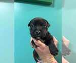 Small American Pit Bull Terrier-Labrador Retriever Mix