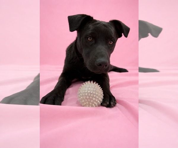 Medium Photo #7 Labrador Retriever-Unknown Mix Puppy For Sale in Sandy, UT, USA