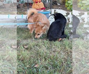 Audry - Female Mutt Dog for Adoption - Photo #2