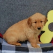 Small #3 Golden Retriever