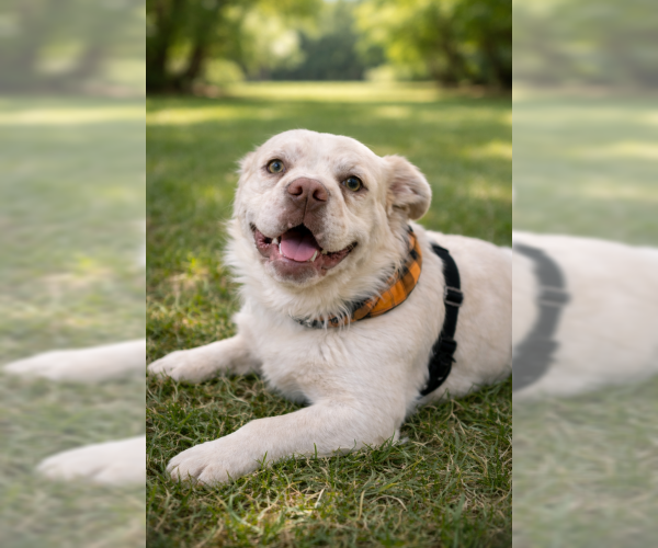 Medium Photo #2 American Bulldog-French Bulldog Mix Puppy For Sale in Oakley, CA, USA