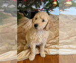 Puppy 3 Goldendoodle