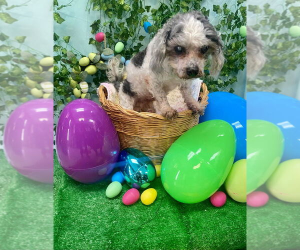 Medium Photo #2 Shih Tzu-Unknown Mix Puppy For Sale in Bryant, AR, USA