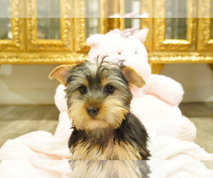 Yorkshire Terrier Puppy for sale in LOS ANGELES, CA, USA