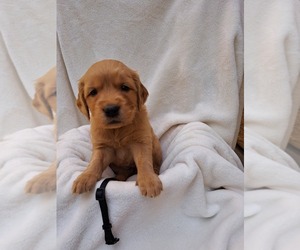 Golden Retriever Dog for Adoption in SAN DIEGO, California USA