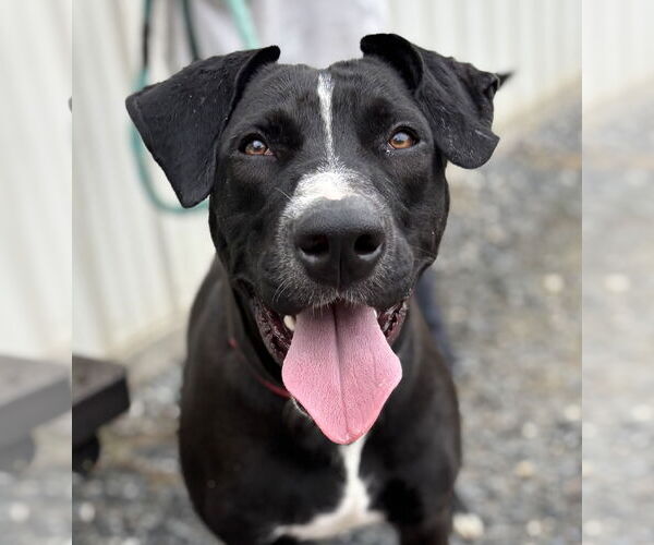 Medium Photo #10 Mutt Puppy For Sale in Rustburg, VA, USA