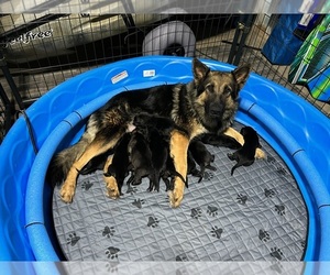 Mother of the German Shepherd Dog puppies born on 10/15/2023
