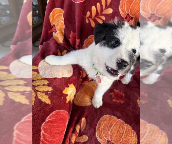 Medium Photo #4 Collie-Unknown Mix Puppy For Sale in Springdale, PA, USA