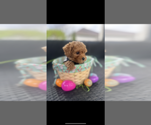 Poodle (Toy) Puppy for sale in PLAINFIELD, IL, USA