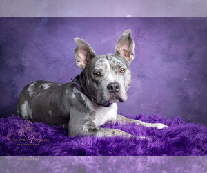 Catahoula Leopard Dog-Unknown Mix Dogs for adoption in Munford, TN, USA