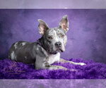 Small Catahoula Leopard Dog Mix