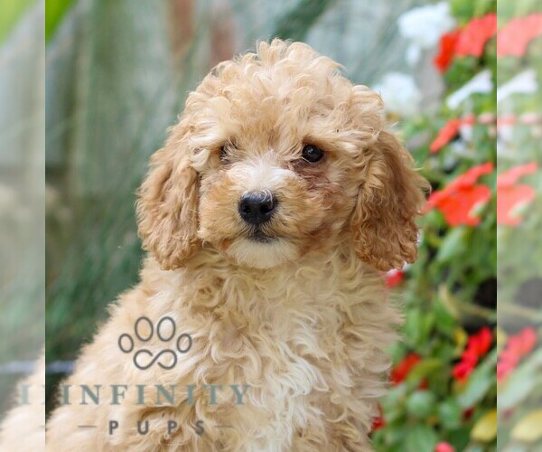 Medium Photo #6 Cavapoo Puppy For Sale in EAST EARL, PA, USA