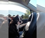 Small Photo #1 Boston Terrier Puppy For Sale in KINGSPORT, TN, USA