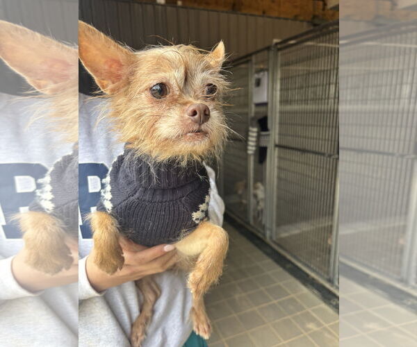 Medium Photo #2 Chihuahua-Unknown Mix Puppy For Sale in Washington, DC, USA