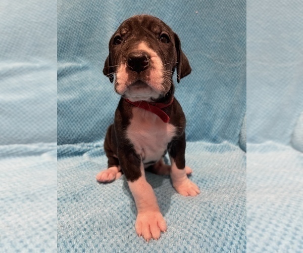 Medium Photo #4 Great Dane Puppy For Sale in PENSACOLA, FL, USA