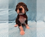 Small Photo #4 Great Dane Puppy For Sale in PENSACOLA, FL, USA