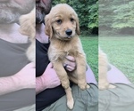 Small #2 Golden Retriever