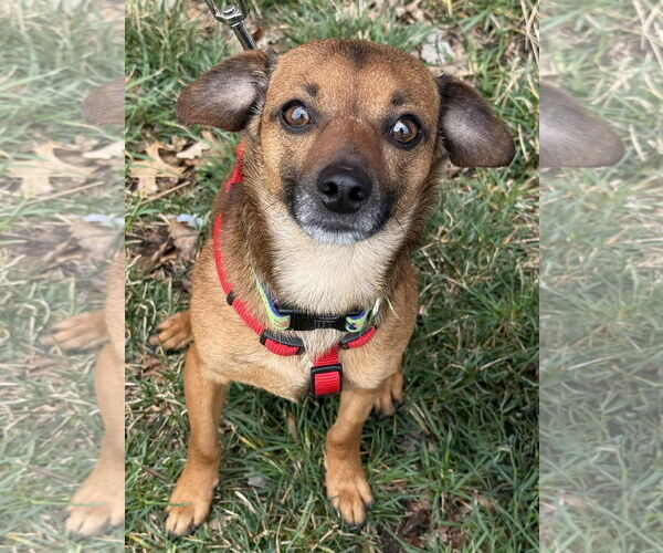 Medium Photo #1 Chiweenie Puppy For Sale in Lee's Summit, MO, USA