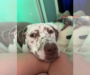 Freckles - Male Catahoula Leopard Dog-Unknown Mix Dog for Adoption - Photo #11