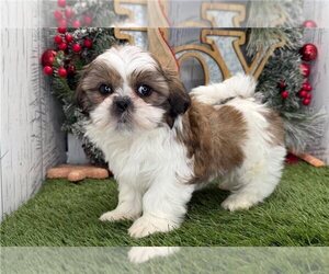 Shih Tzu Puppy for sale in RENO, NV, USA