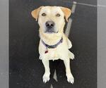 Small #26 Labrador Retriever Mix