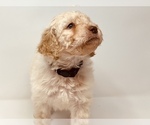 Small Photo #5 Goldendoodle Puppy For Sale in WEST LINN, OR, USA