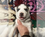 Small Photo #15 Siberian Husky Puppy For Sale in DANBY, VT, USA