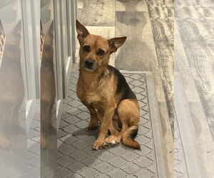 Chihuahua-Unknown Mix Dogs for adoption in Mount Pleasant, SC, USA