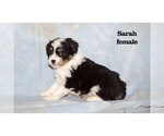 Puppy Sarah Aussiedoodle Miniature 