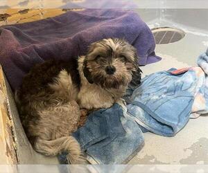 Shih Tzu Dogs for adoption in Tulsa, OK, USA