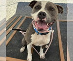Small #1 American Staffordshire Terrier Mix