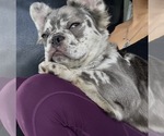 Small #7 French Bulldog