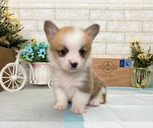 Medium Pembroke Welsh Corgi