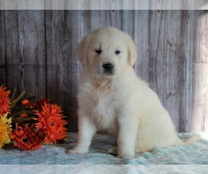English Cream Golden Retriever Puppy for sale in FREDERICKSBG, OH, USA