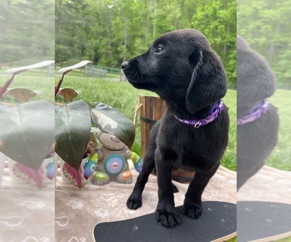 Medium Photo #6 Labrador Retriever Puppy For Sale in NEOLA, WV, USA