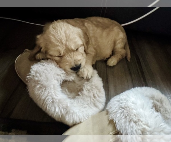 Medium Photo #1 Golden Retriever Puppy For Sale in ARCHBALD, PA, USA