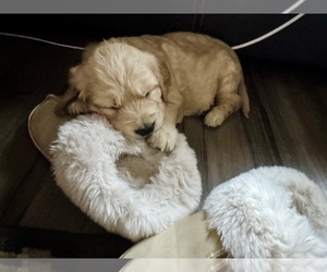 Golden Retriever Puppy for sale in ARCHBALD, PA, USA