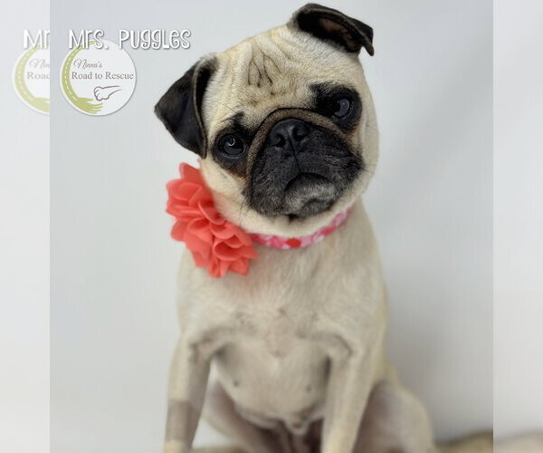 Medium Photo #2 Pug Puppy For Sale in Benton, LA, USA