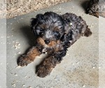 Puppy Puppy 1 Male Cavapoo