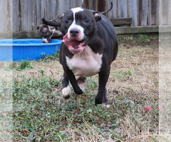 Medium Photo #1 American Bulldog Puppy For Sale in Jackson, MS, USA