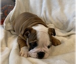 Small Photo #8 English Bulldog Puppy For Sale in JOHNS ISLAND, SC, USA