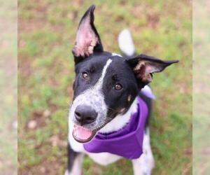 Mutt Dogs for adoption in San Antonio, TX, USA
