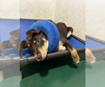 Small #2 Border Collie-Mastiff Mix