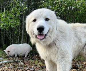 Father of the Great Pyrenees puppies born on 05/22/2023